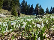 Anello sul Monte Scanapà, balcone panoramico verso la Regina delle Orobie, il 23 aprile 2014 - FOTOGALLERY